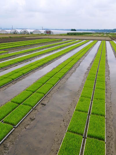 七城米 長尾農園 田植え後の成長の様子とタニシは働き者?の話_a0254656_18102877.jpg