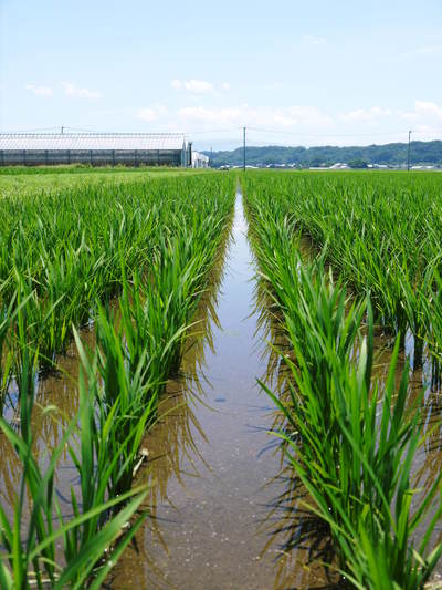 七城米 長尾農園 田植え後の成長の様子とタニシは働き者?の話_a0254656_18142095.jpg