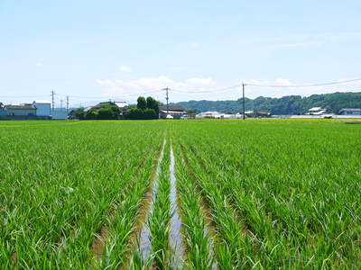 七城米 長尾農園 田植え後の成長の様子とタニシは働き者?の話_a0254656_1934555.jpg