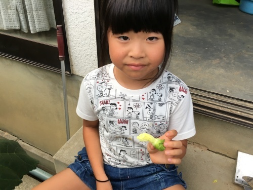 オクラ Nhkためしてガッテンで花は食べれるオクラの味 花弁を裂くと糸引く 食べたが味なし 糸引きまれ孫に飽きられる ミツバチおじさん オクラ Nhkためしてガッテンで花は食べれるオクラの味 花弁を裂くと糸引く 食べたが味なし 糸引きまれ孫に飽きられる ミツバチおじさん