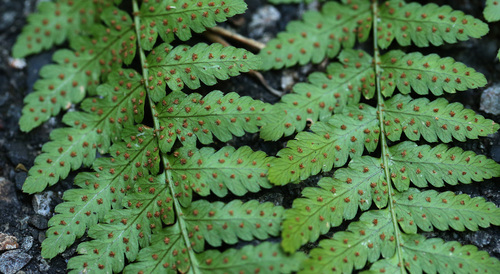 ヌカイタチシダ Dryopteris gymnosora_f0165160_15542555.jpg