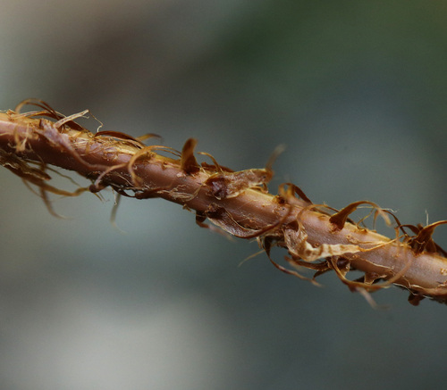 ヌカイタチシダ Dryopteris gymnosora_f0165160_15544980.jpg