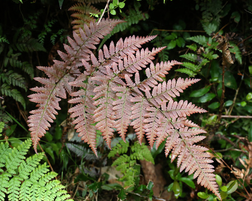 ヌカイタチシダ Dryopteris gymnosora_f0165160_15581242.jpg