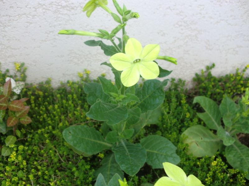 初夏らしいグリーンの花_f0361692_11250961.jpg