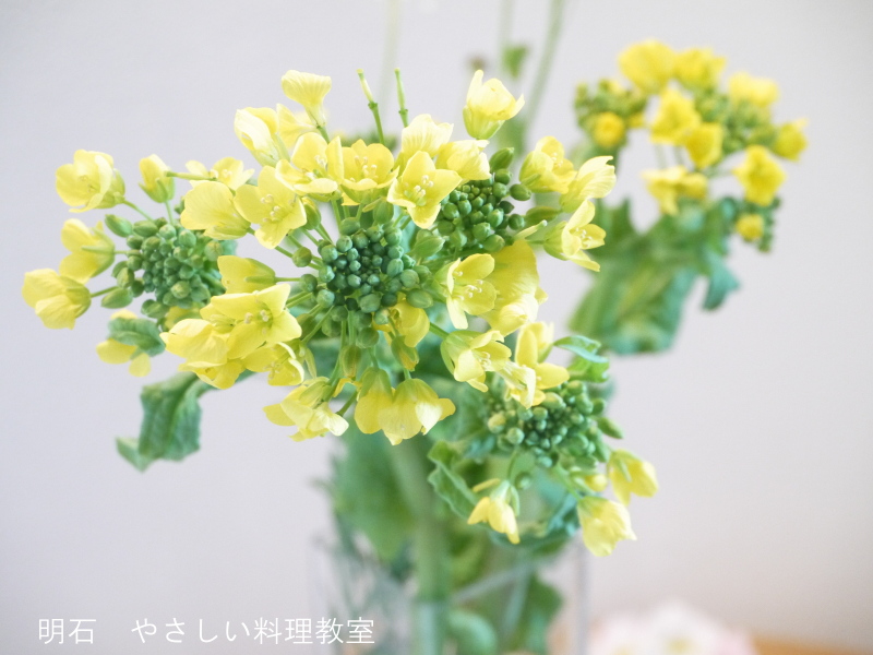 菜の花を飾って・・_f0361692_11291581.jpg