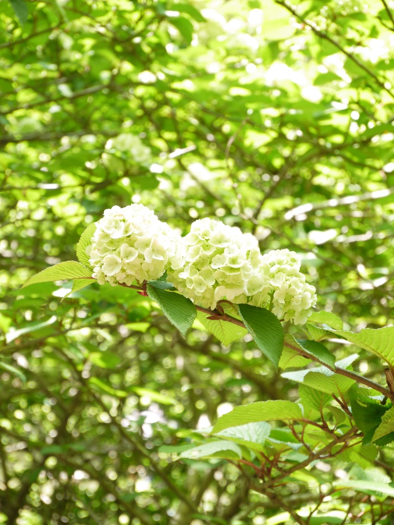 新緑に包まれて☆神戸・森林植物園_f0361692_11294416.jpg