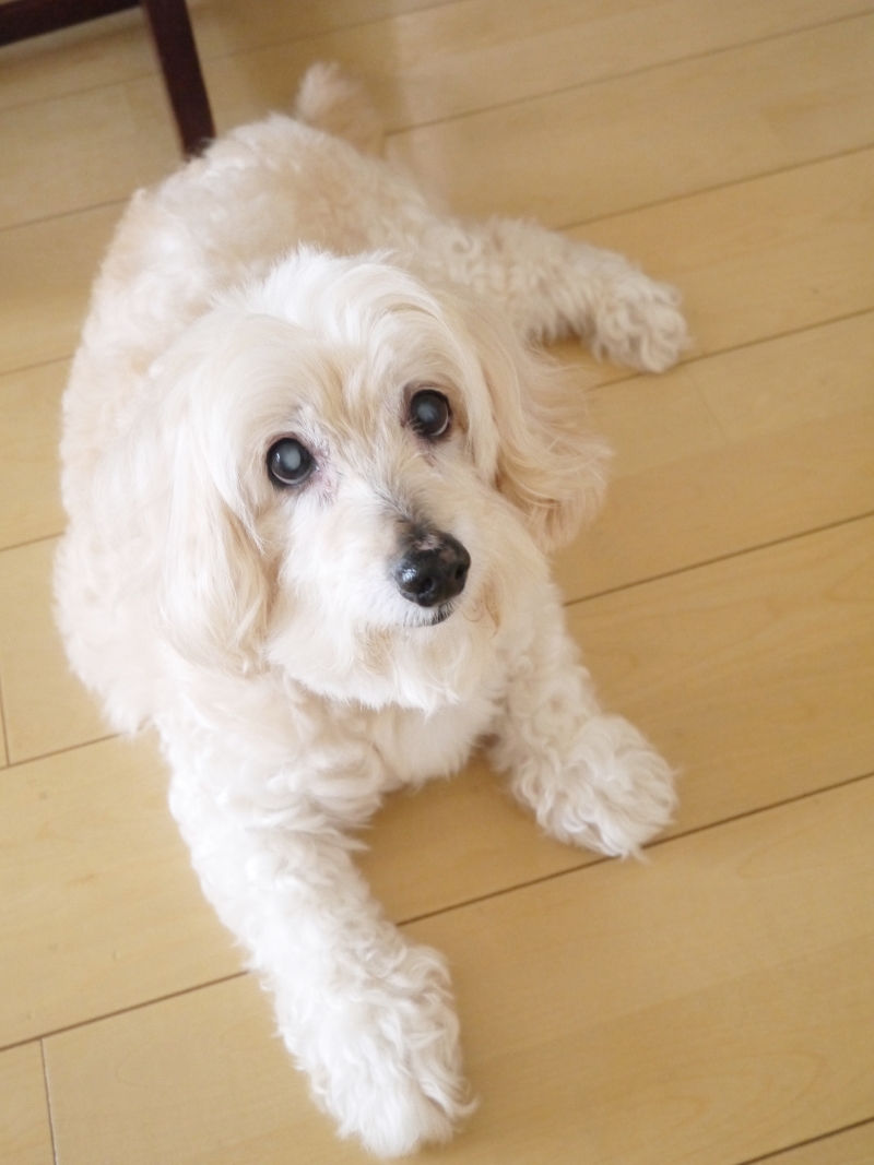 ★愛犬に表彰状_f0361692_11310830.jpg