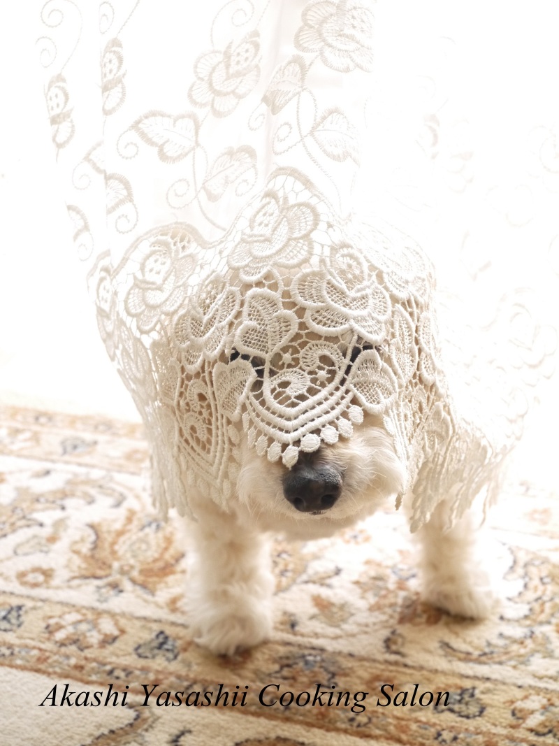 ２匹の愛犬_f0361692_11324402.jpg
