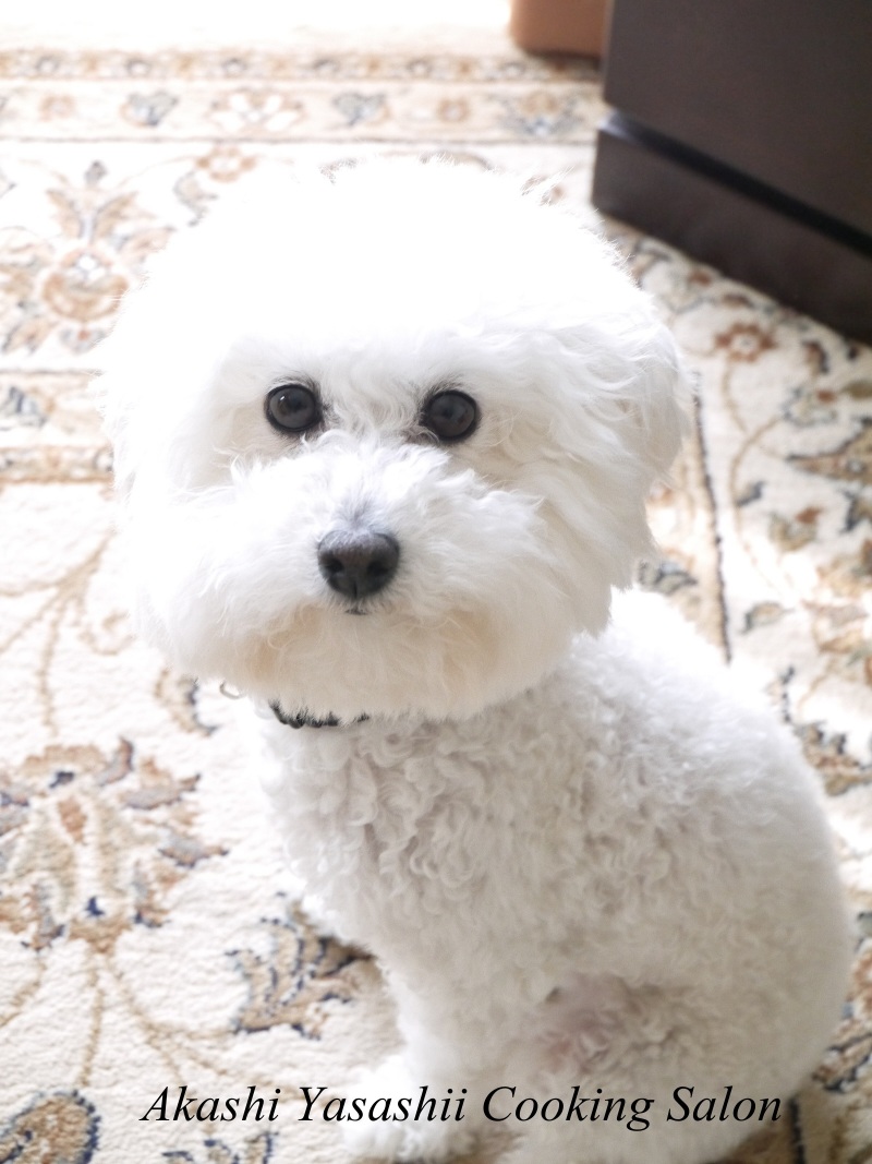 ２匹の愛犬_f0361692_11324491.jpg