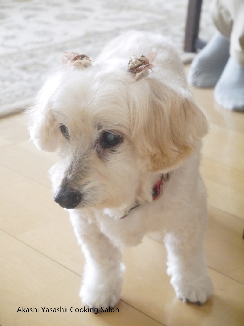 愛犬と共に料理教室_f0361692_11370015.jpg