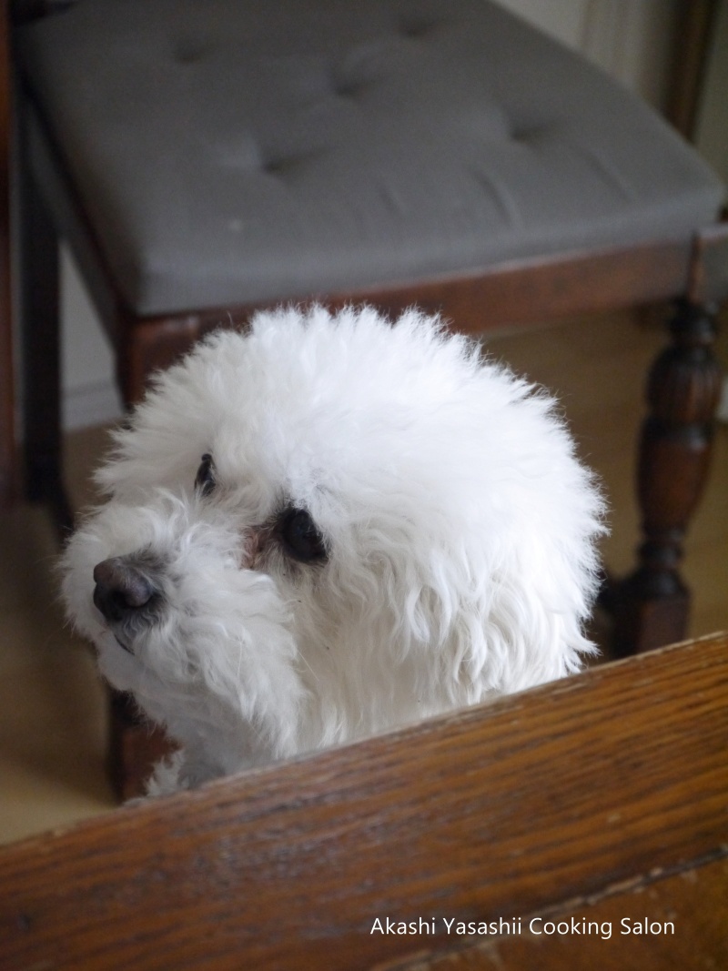 愛犬_f0361692_11382825.jpg