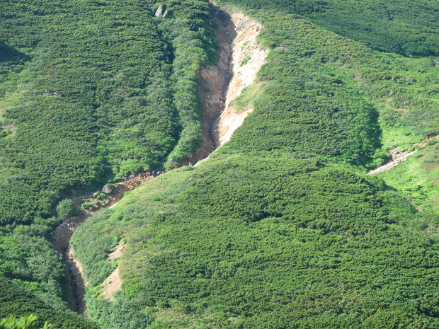 北海道山旅③　花の百名山富良野岳を登る　2016.7.26（火）_a0166196_14542211.jpg