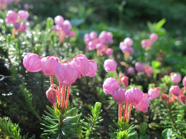 北海道山旅③　花の百名山富良野岳を登る　2016.7.26（火）_a0166196_1455544.jpg