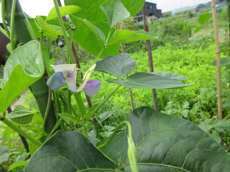 石垣島黒小豆の花。棗の苗要りますか？その他_a0203003_12462939.jpg