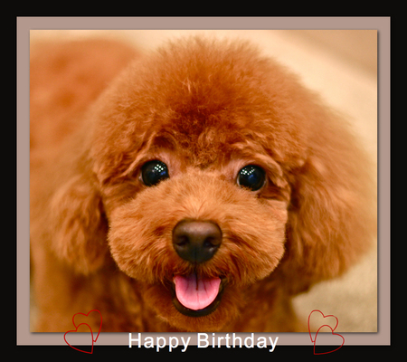 Happy Birthday モカちゃん♡_d0060413_1774898.jpg