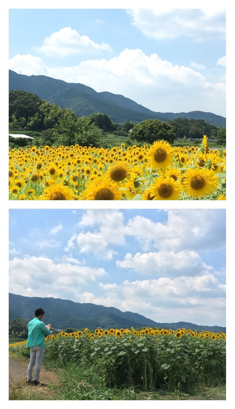 ■■　奈良葛城市　山田　圧巻のひまわり畑!!_b0163114_17573239.jpeg