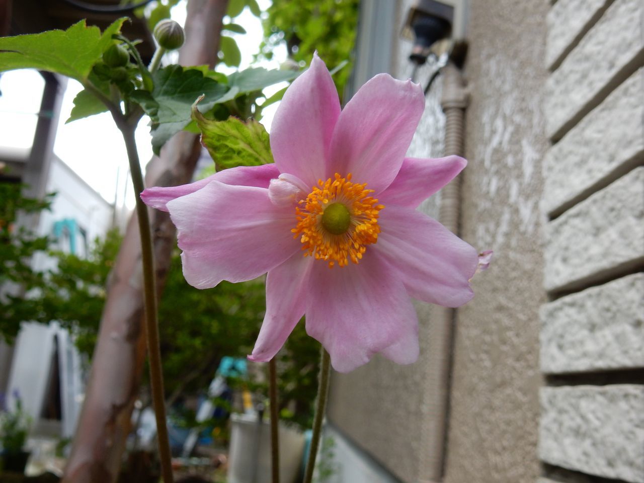 7月最後の日は日曜日_c0025115_20531191.jpg