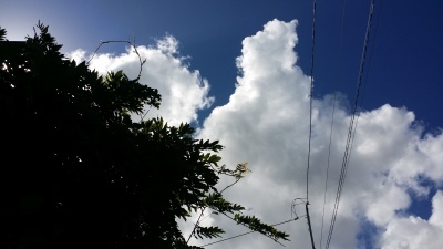 下ごしらえ、見えないところで粛々と進んでいるんだなぁ。_b0345420_12593489.jpg
