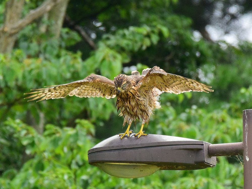 オオタカ幼鳥羽干し♪_a0031821_10495896.jpg