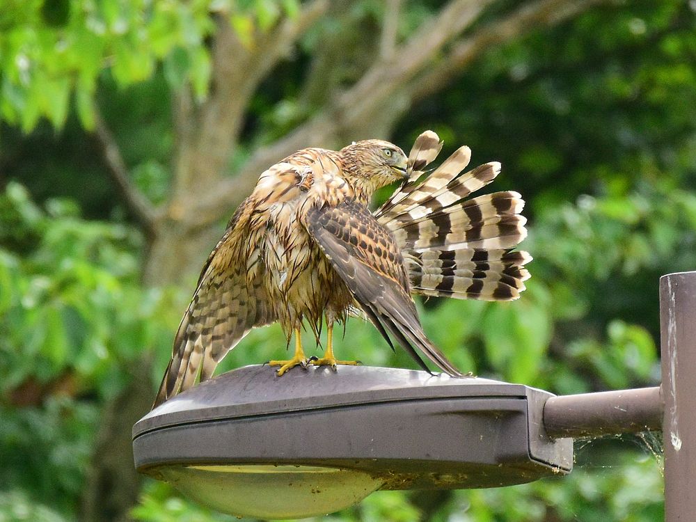 オオタカ幼鳥羽干し♪_a0031821_10505399.jpg