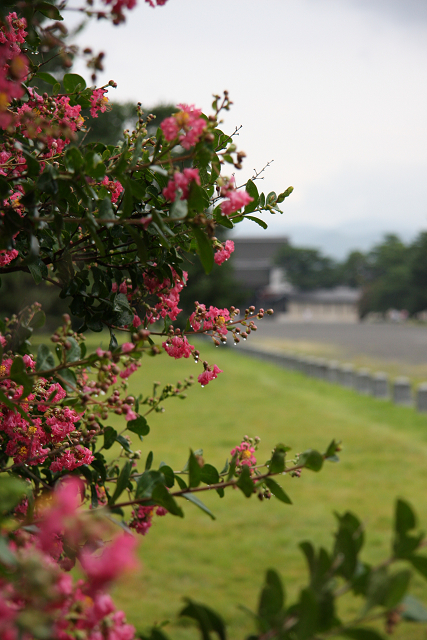 百日紅の風景 －京都御苑－ _b0169330_21442952.jpg