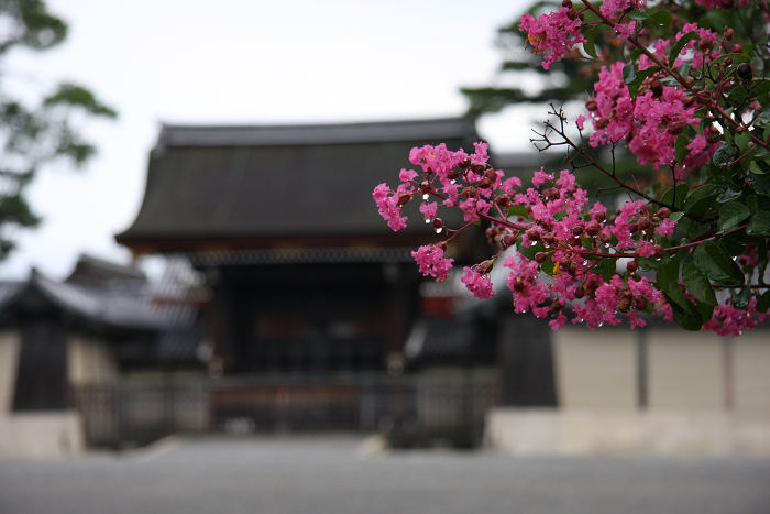 百日紅の風景 －京都御苑－ _b0169330_21452172.jpg