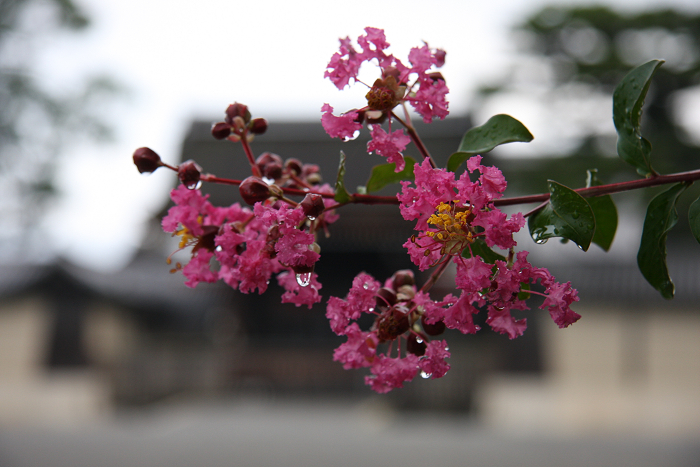 百日紅の風景 －京都御苑－ _b0169330_21533990.jpg