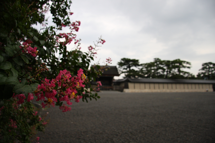 百日紅の風景 －京都御苑－ _b0169330_21541159.jpg