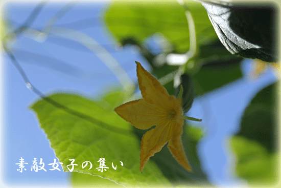 a0245136_13414461.gif