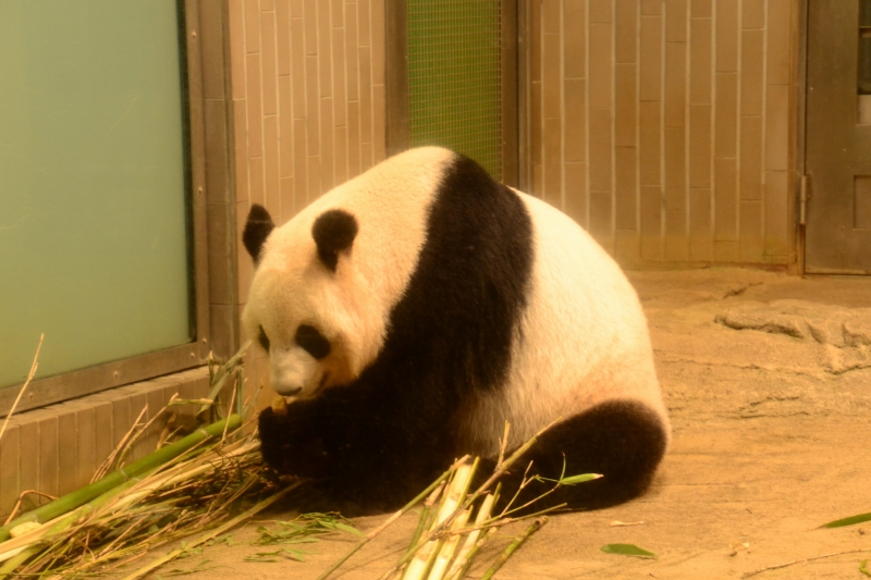 上野動物園_c0220040_2351362.jpg