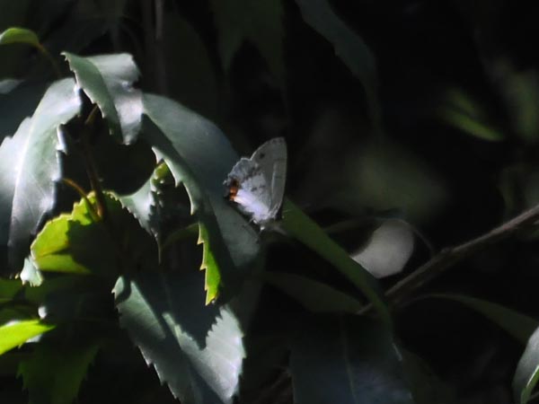 c0045352_15231699.jpg