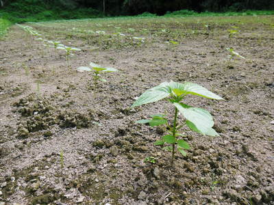 無農薬・無化学肥料で育てる「菊池水源産エゴマ」 平成28年度の黒エゴマ定植、白エゴマ元気に成長中!_a0254656_191629.jpg