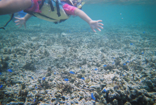 石垣島旅行④白保海岸でシュノーケリング_f0176860_14314944.jpg