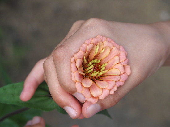 花のち雲り_c0122670_22142164.jpg