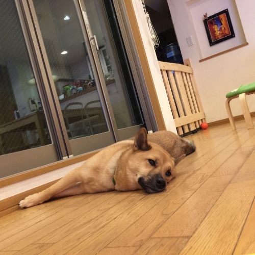 c0364176_06195617.jpeg