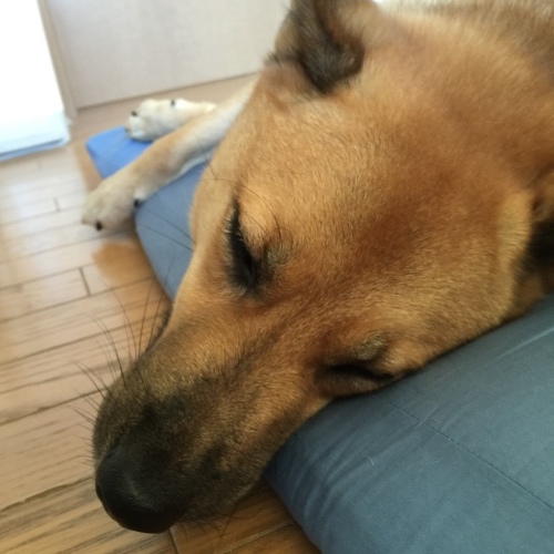 c0364176_06251161.jpeg