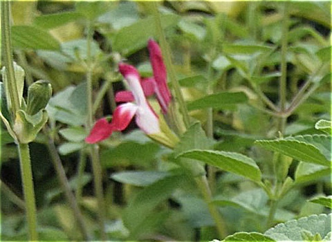 e0077477_16302101.jpg
