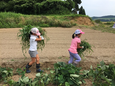 サツマイモ順調です。～畑の草取り～_d0182179_735772.jpg