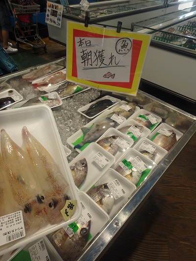 長崎の海で大きなサザエ_d0195183_1311285.jpg
