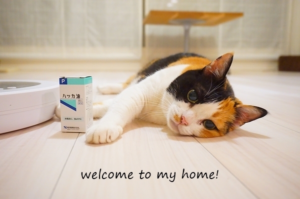 ハッカ油 まさかの猫にng Welcome To My Home