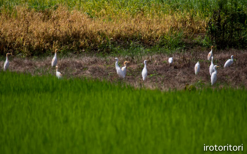 ドライブ　その1　（アマサギ）　　2016/07/27_d0146592_1133520.jpg