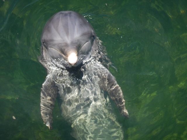 CUBA  baradero   dolphin ／ キューバ　イルカ_b0195093_20240435.jpg