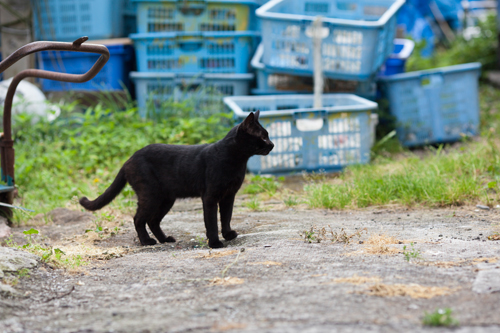 自由猫たち　2016年7月　＃10_f0003598_19143867.jpg