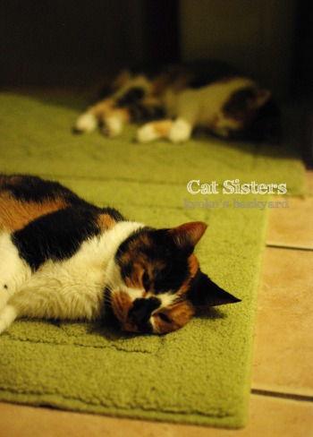 行き倒れ猫姉妹_b0253205_04174836.jpg