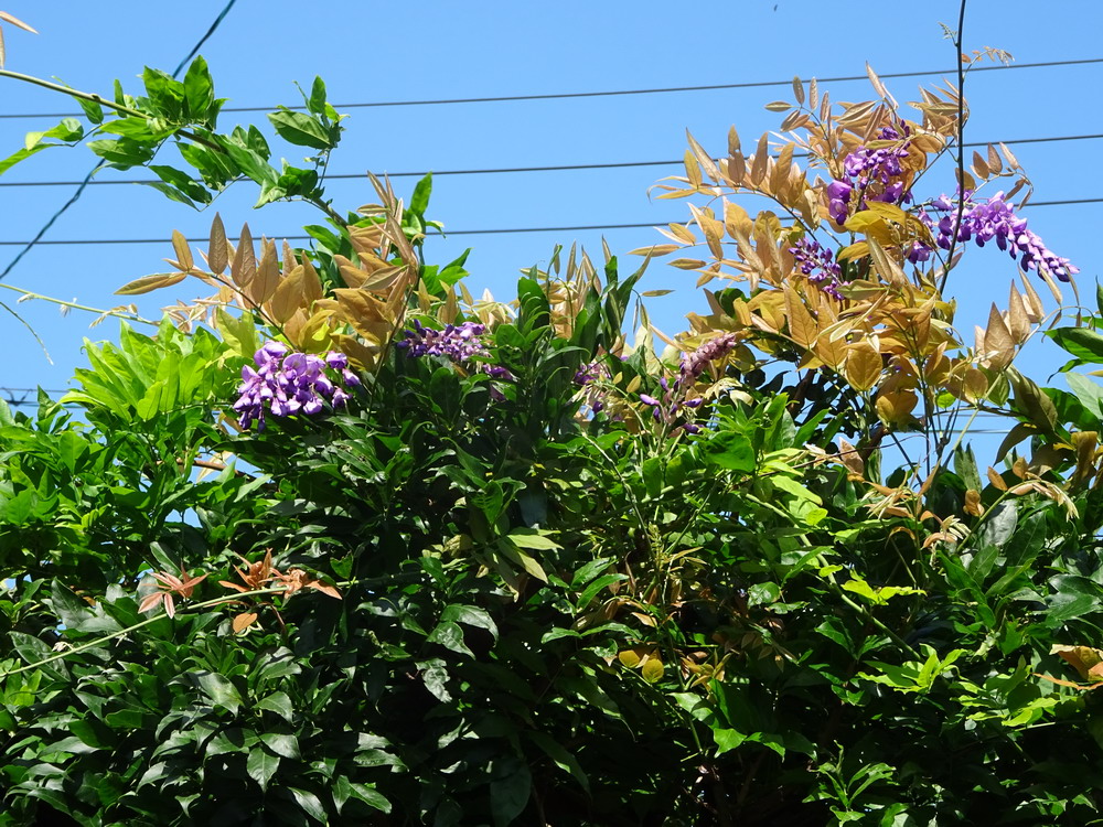 b0052108_1432863.jpg