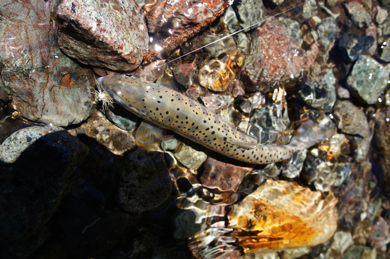 e0165011_21591827.jpg