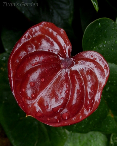 b0099813_834446.jpg