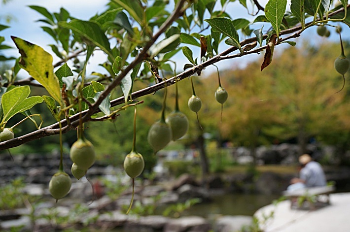 b0068423_21591246.jpg