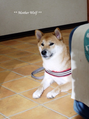 Dog コミュニケーション Party です♪_e0191026_15442167.jpg