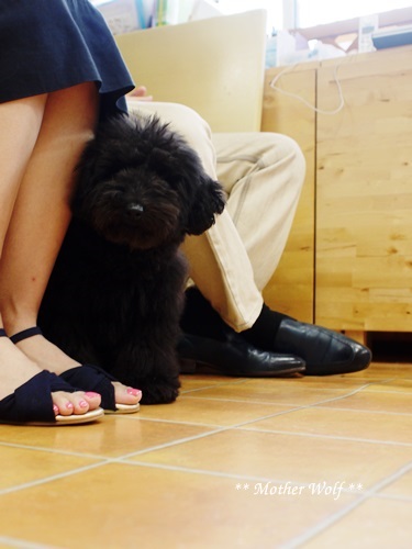 Dog コミュニケーション Party です♪_e0191026_15443427.jpg